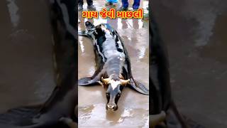 ગાય જેવી માછલી 🐟 ગાયની વેદના😱માછલી ની વેદના😱પાંખો વાળી ગાય#shortsfeed#animals#ગાય#માછલી#cow#fish#sea