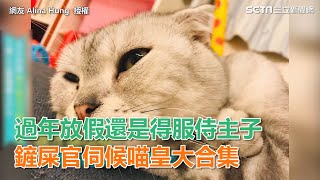 過年放假還是得服侍主子 鏟屎官伺候喵皇大合集｜三立新聞網SETN.com