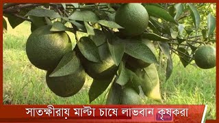 সাতক্ষীরা জেলার কৃষকরা মাল্টা চাষেও সুখ্যাতি অর্জন করেছে  19Nov.21