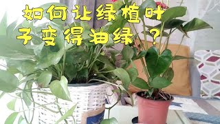 如何让家里的绿植叶子变得油绿 ？   推荐这个小妙招。