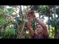 Pruning My Mulberry Tree for Fruitful Growth Sorsogon City Philippines