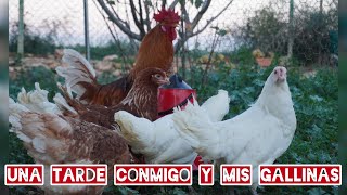 UNA TARDE CONMIGO Y  MIS GALLINAS 🐔*ECHANDOLE DE COMER Y PONIENDOLE AGUA LIMPIA*