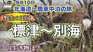 【9泊10日北海道一周　車中泊の旅　vol.27】9日目③　この世の果てで巨大〇〇に遭遇❗️道東は野生の王国　標津サーモン科学館で初めて見る動物　日本最大の砂嘴「野付半島」散策