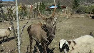 Deer along with other animals in the field, Village life with mee,Iran🇮🇷