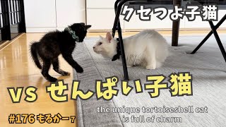 7 先輩猫に激しく猫パンチ👊❗クセ強＆気ぃ強にゃんこの猫トレ開始✨【モルカー・車から子猫保護】kittens come out of the engine compartment of a car