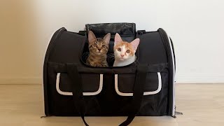 【ご報告】保護した子猫たちの譲渡に失敗してしまいました。