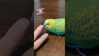 セキセイインコの高速ツンツン#budgerigar #インコ #インコのいる暮らし