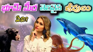 భూమి మీద తెలివైన జీవి ఏదో తెలుసా? | Interesting facts in telugu