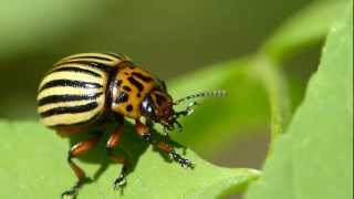 Kartoffelkäfer (Leptinotarsa decemlineata) Colorado potato beetle Macro Movies