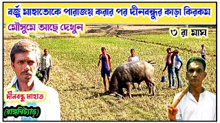 লড়াই এর পর দীনবন্ধু মাহাতোর কাড়া কেমন আছে।। রাঙ্গনিটাড় দীনবন্ধুর কাড়া কেমন আছে।। @PURULIA4U