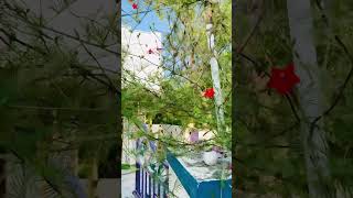 Cypress Vine | కాశీ రత్నం | Creepers #shorts #ytshorts #creepers #beautiful #flowers #nice