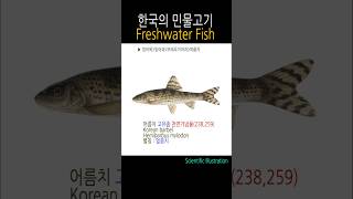 #어름치#고유종 #천연기념물#gudgeon#barbel#물고기도감#민물낚시