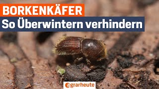 Fight against the bark beetle – How forest owners prevent overwintering