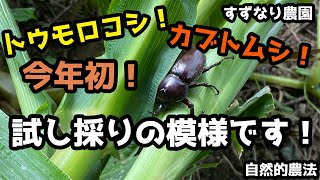 【採る】vol.151 トウモロコシを試し採りしていたら、カブトムシがはさまってました！【自然的農法】