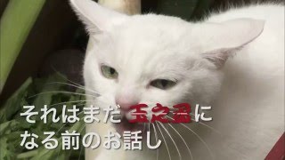 スペシャルドラマ「猫侍　玉之丞 江戸へ行く」番宣スポット②