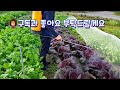 to control kimchi cabbage pests you must do this. there is no need to do this anymore.