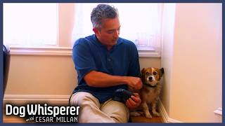 Owners Terrified Of Their Tiny Corgi Mix | Dog Whisperer With Cesar Millan