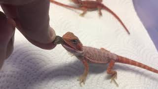 手餵鬆獅蜥：bearded dragon hand feeding