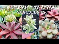 15 Difficult To Grow Succulent Plants