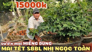 12/7 Mai Tết thuần chậu 7 cây ghép SBBL 0908794939 Nhị Ngọc Toàn đẹp giá từ 15tr vườn mai Miếng Dung