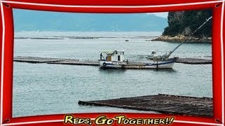 【Oyster /Japan】Farming in Hiroshima  / 牡蠣養殖