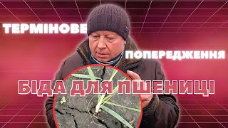 ТЕРМІНОВЕ ПОПЕРЕДЖЕННЯ | ПШЕНИЦЯ В НЕБЕЗПЕЦІ. ПРИЧИНА та НАСЛІДКИ