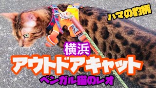 No.0012 【横浜お散歩猫】横浜 アウトドアキャット ベンガル猫のレオ