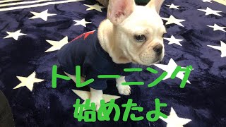 トレーニング 始めました。フレンチブルドッグ　French bulldog