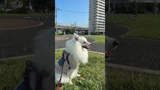 愛犬と ららアリーナで朝散歩 #Shorts #日本スピッツ #ららアリーナ #船橋