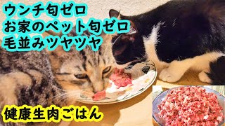 🐈猫の生肉ご飯😋💐