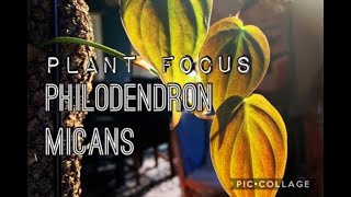 Plant Focus: Philodendron Micans
