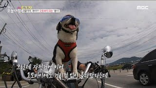 [생방송 오늘 아침] 오토바이 타는 라이더견 '몽이', MBC 220921 방송