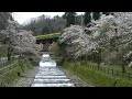 桜の咲く宇奈月谷親水公園鉄橋を渡る地鉄電車part 1