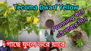 Tecoma Dwarf Yellow flower plant prunning and fertilizer/টেকোমা ফুল গাছ@anirbanda