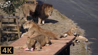 【ライオン】パートナー　多摩動物公園【Lion】Tama Zoological Park