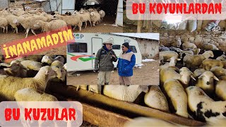 Kuzuları Görünce Çok Şaşırdım | Bu Koyunlardan Bu Kuzular | Ilgın | Konya