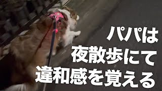 【飼い主比較】ママとパパどっちとの散歩が楽しい！？【ボーダーコリーとコミュニケーション】