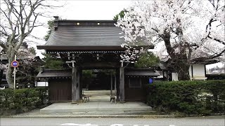 飛騨高山 了心寺の桜