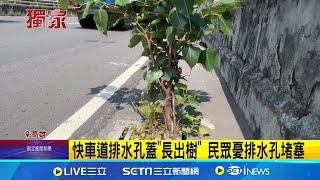 奇觀! 馬路邊水溝蓋長出樹 民眾質疑還能排水嗎 菩提.榕樹近90公分! 樹專家:恐1年以上未清淤│記者 田居達 朱怡蓉│【新聞一把抓】20240926│三立新聞台