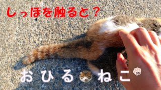 【おひる・ねこ 35】かわいい三毛猫のしっぽフリフリ  A cute calico cat shakes her tail.