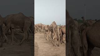 A herd of beautiful Sindhi black camels is moving towards the forest#animals #naturelovers #camells