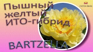 Пышный желтый ИТО-гибрид BARTZELLA / Сад Ворошиловой