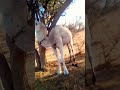 camels 🐪 funnyshorts viralvideo