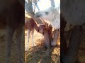 camels 🐪 funnyshorts viralvideo