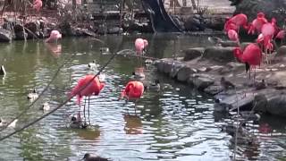 【綺麗】フラミンゴの群れ A flock of flamingos