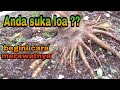 BUDIDAYA LOA /MEDIA YANG BAIK UNTUK BONSAI LOA