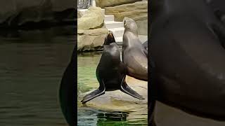 新アシカ舎の3頭がひっついて日向ぼっこ　天王寺動物園のカリフォルニアアシカ　23.4.27  13:00