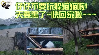 20210307 黃金鑽石級收貓困難戶圓仔，彪拔使絕招爬樓噴水終收服姐姐回家 The Giant Panda Yuan Zai