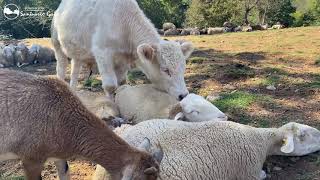 Olot y Valentí | Amigos sin importar la especie