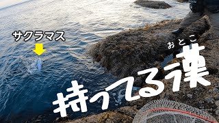 【北海道海サクラマス】初めての日本海ですぐ釣っちゃう友達